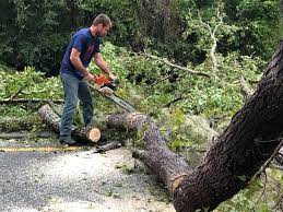 Leaf Removal in Leilani Estates, HI
