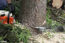 Best Tree Disease Treatment  in Leilani Estates, HI