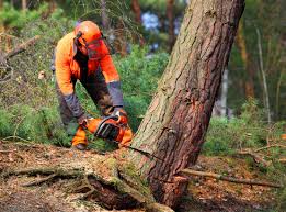 Best Seasonal Cleanup (Spring/Fall)  in Leilani Estates, HI