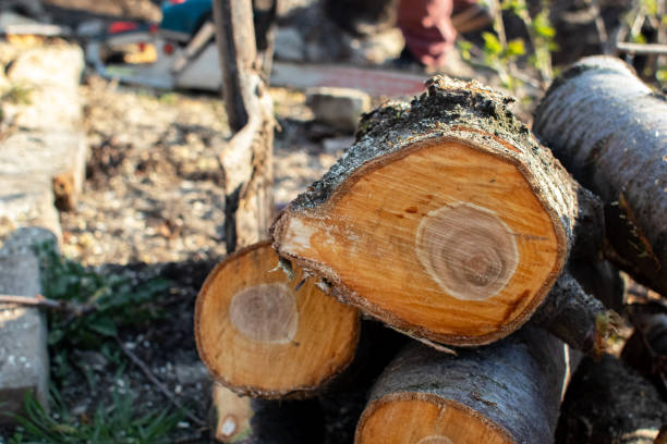 Best Firewood Processing and Delivery  in Leilani Estates, HI