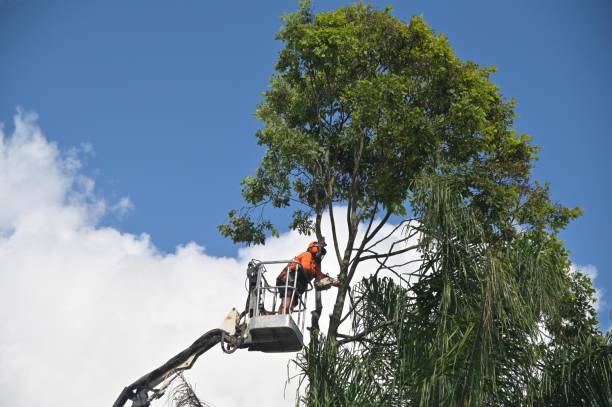 Best Palm Tree Trimming  in Leilani Estates, HI