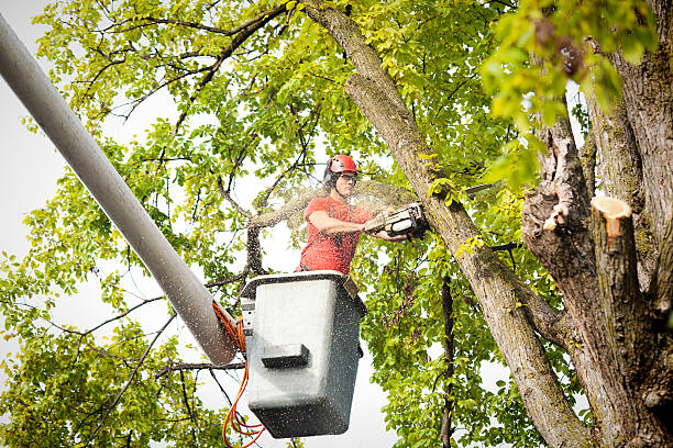 Reliable Leilani Estates, HI Tree Care Solutions