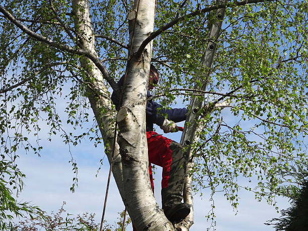 Best Tree Maintenance Programs  in Leilani Estates, HI