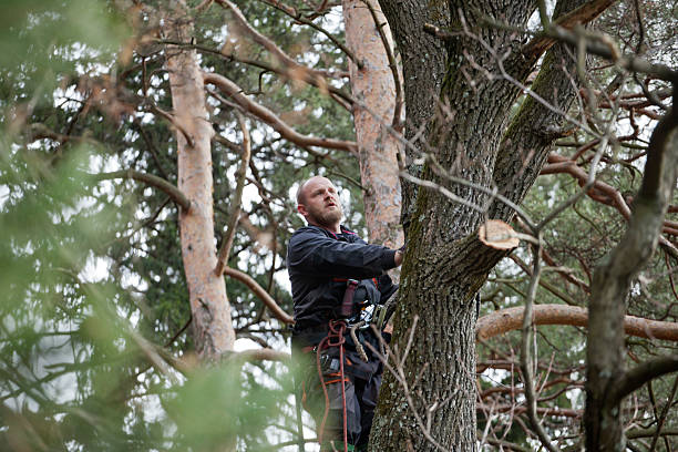 How Our Tree Care Process Works  in  Leilani Estates, HI