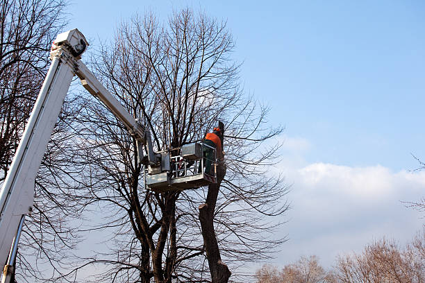 Best Aeration Services  in Leilani Estates, HI